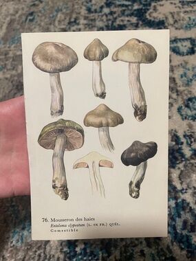 🖤 5/$25 Vintage Botanical Mushroom Print - Neutral Tones